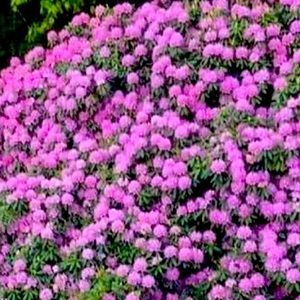 Meet your Posher, Christie